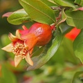 Granatapfel (Punica granatum)